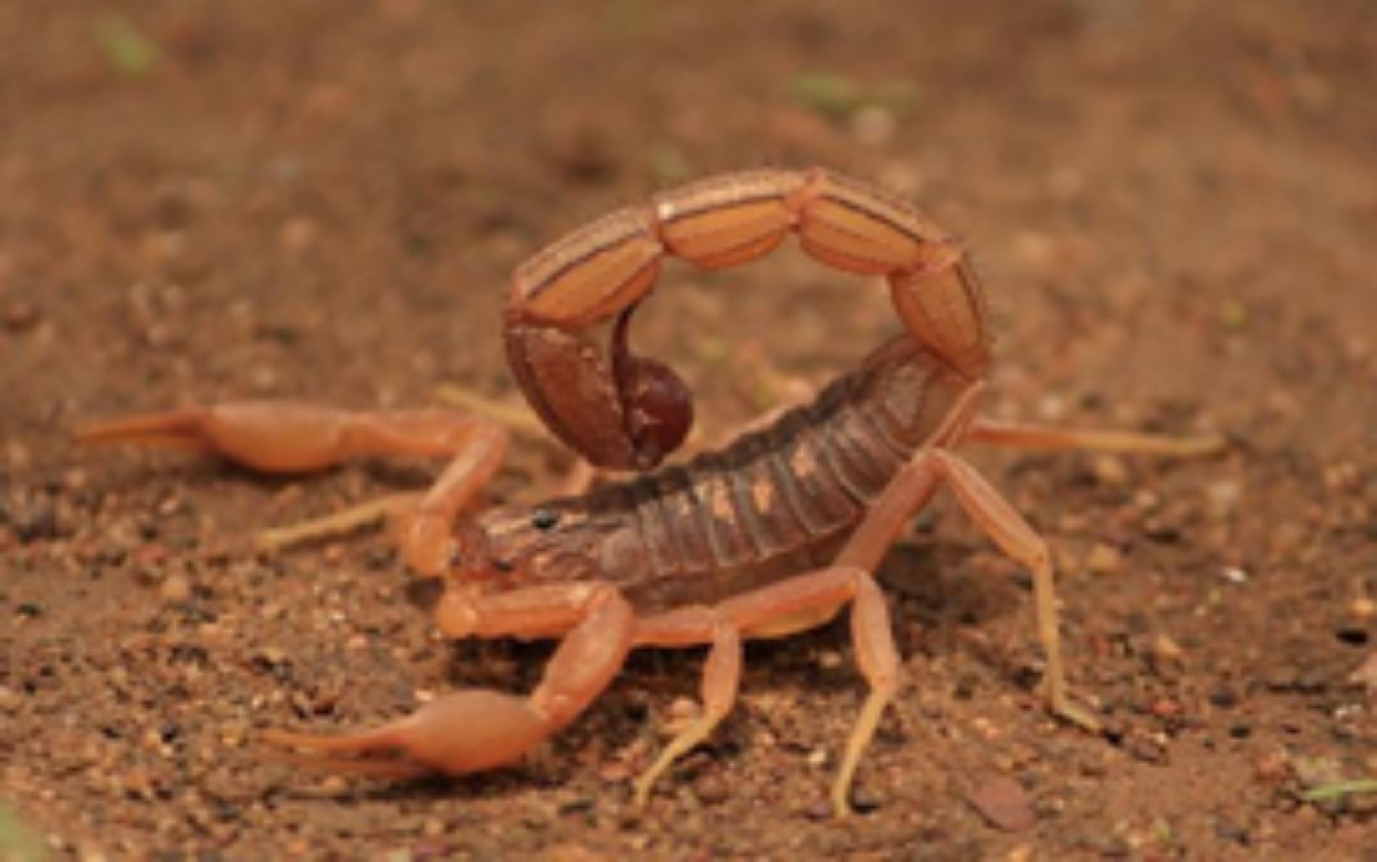 red scorpion animal