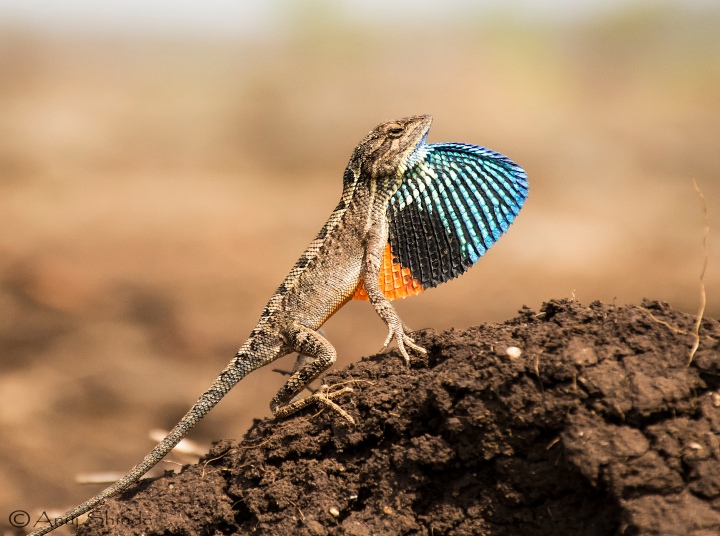 Reptiles of Pune
