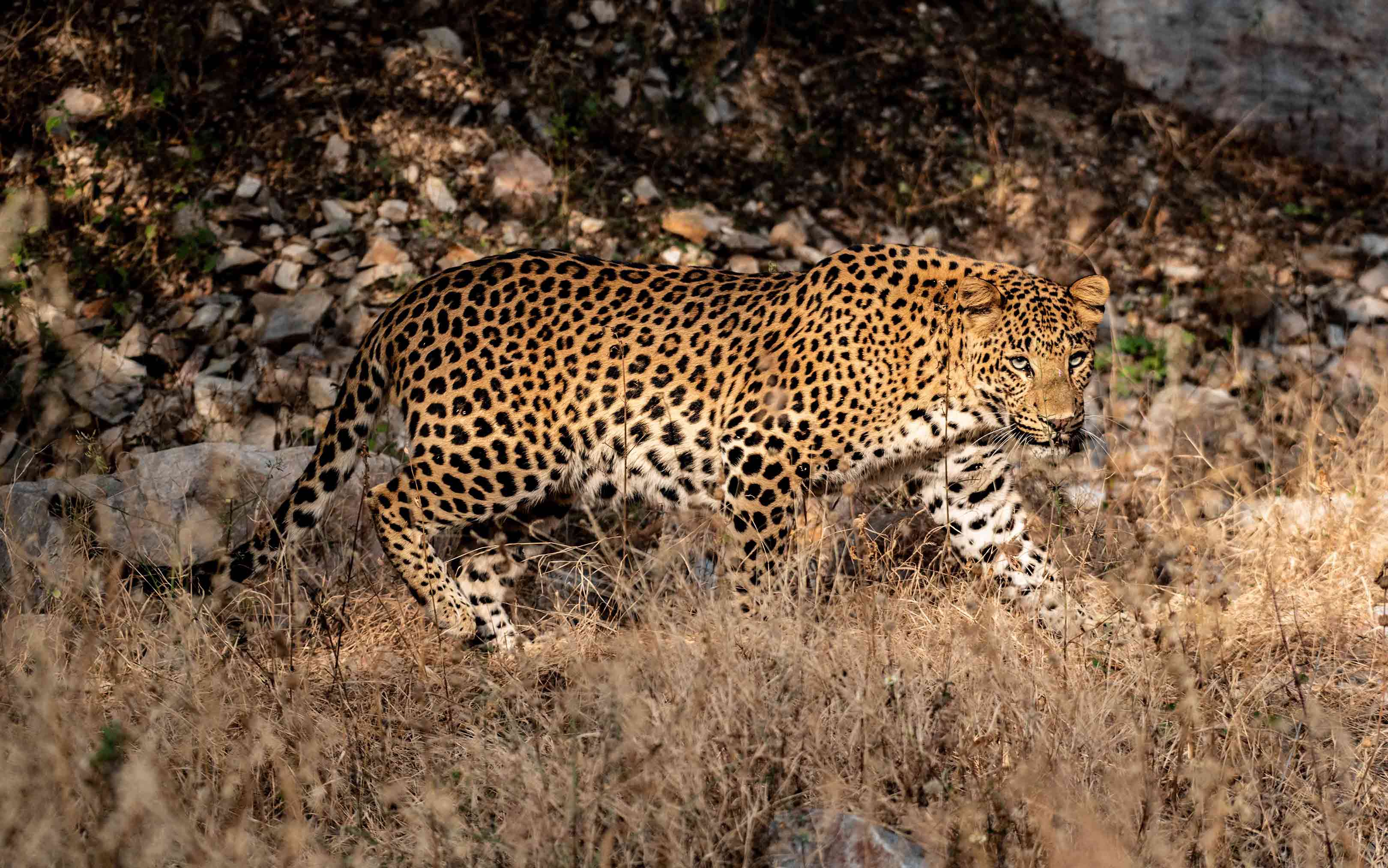 The Indian Leopard: Apex Predators of the Aravalli